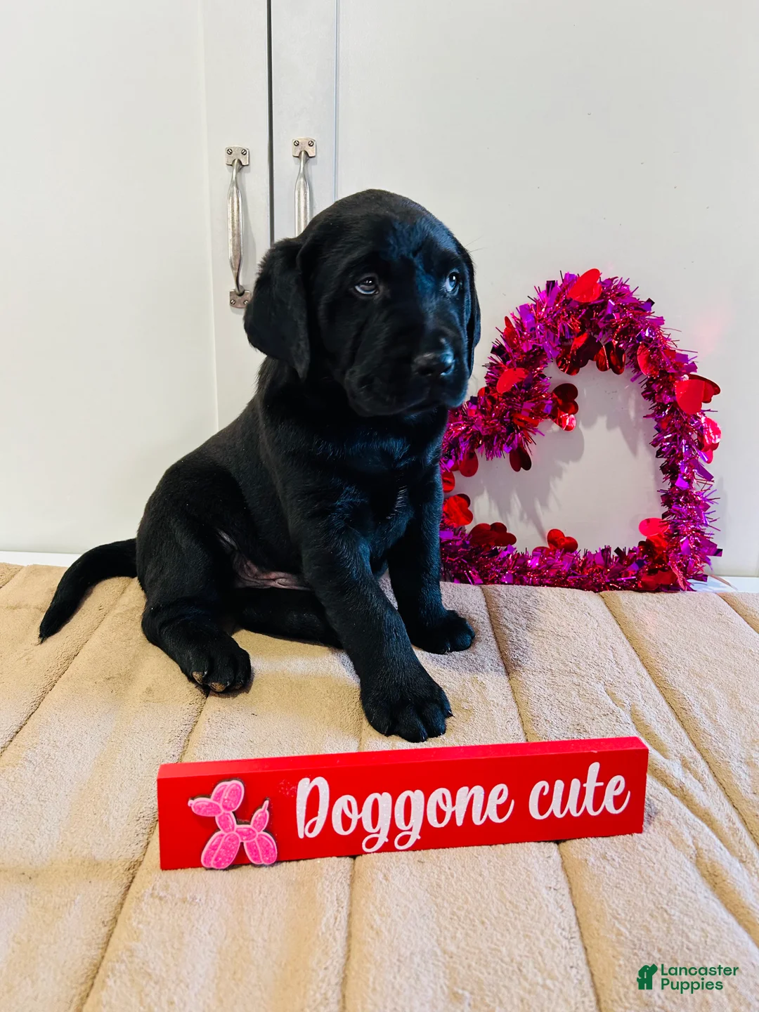 Labrador Retriever dogs for sale: Bear - Ad 3