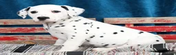 Dalmatian dogs for sale: Rufus - Ad 9