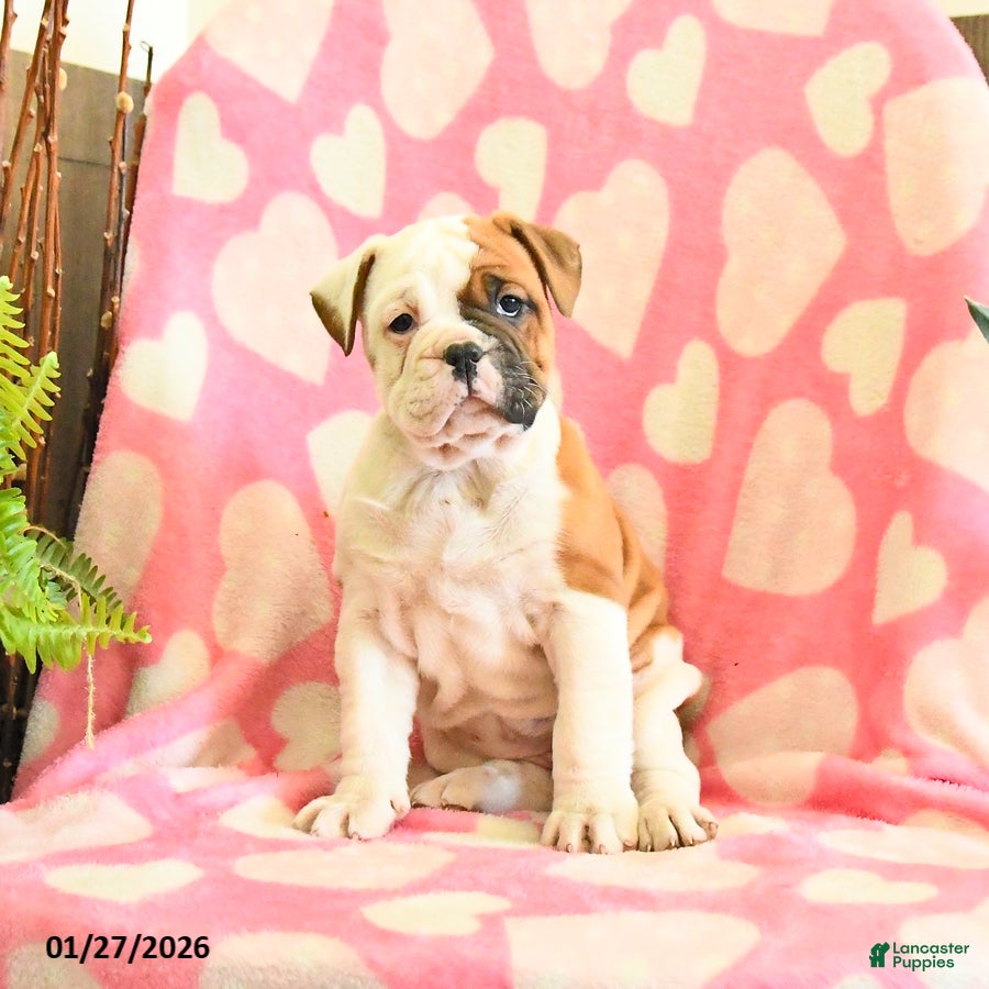 Olde English Bulldogge dogs Buttercup - Ad 14