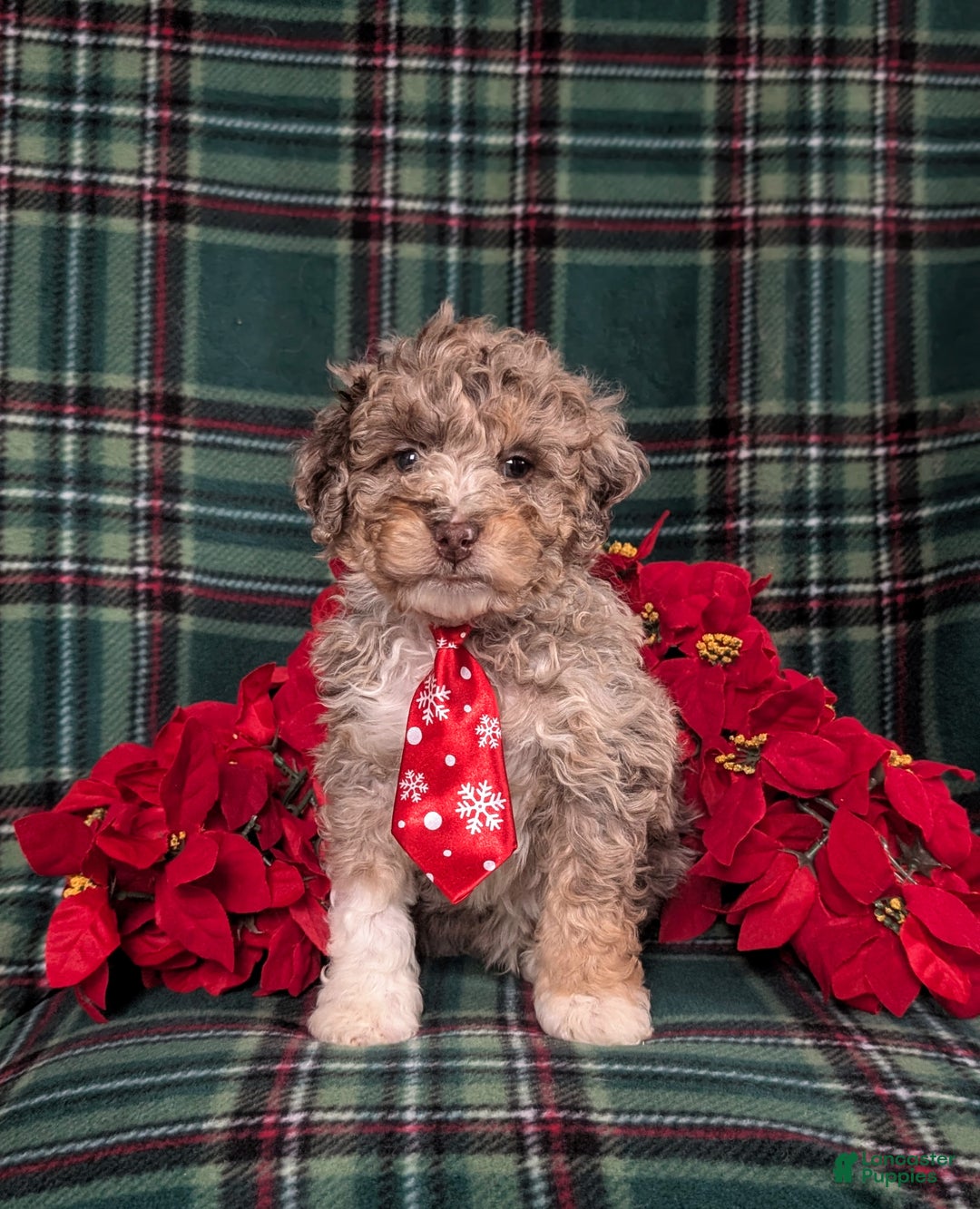 Mini Bernedoodle dogs for sale: Adrian Hypoallergenic - Ad 2