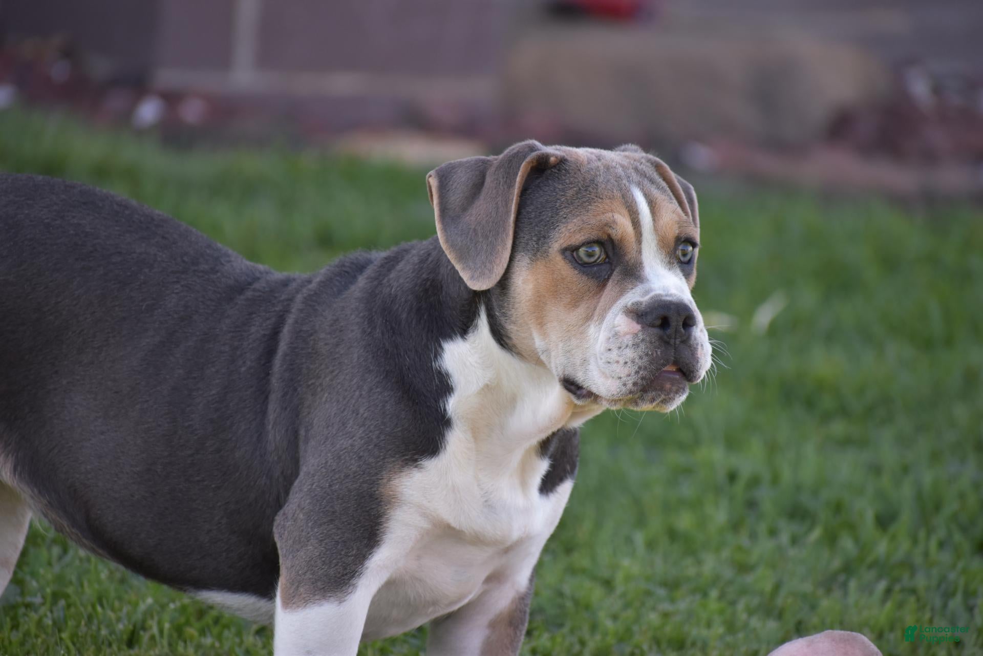 Beabull dogs Everret - Ad 2