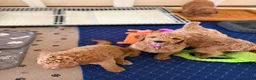 Goldendoodle dogs for sale: Thomas - Ad 13
