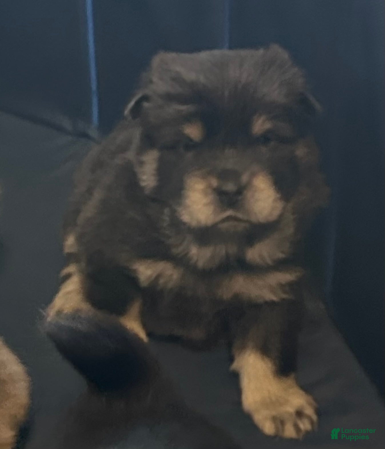 Chow Chow dogs Maya - Ad 6