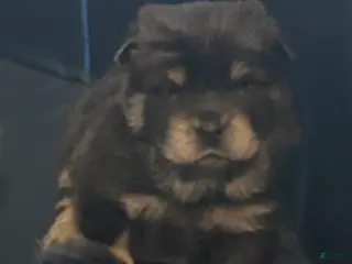 Chow Chow dogs Maya - Ad 6