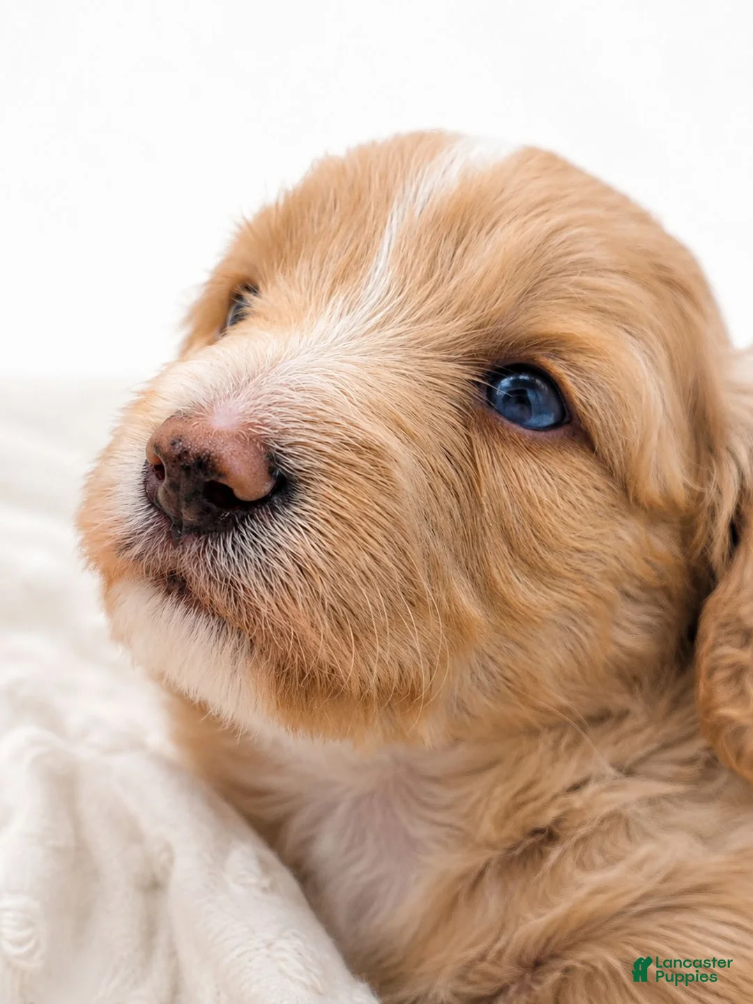 Aussiedoodle dogs for sale: Aussiedoodle 3 - Ad 2