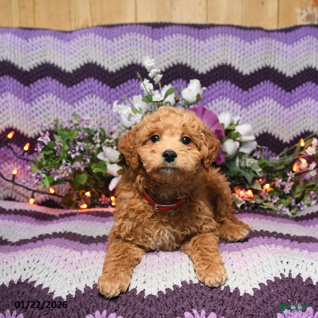 Mini Goldendoodle dogs for sale: Ashley - Ad 4