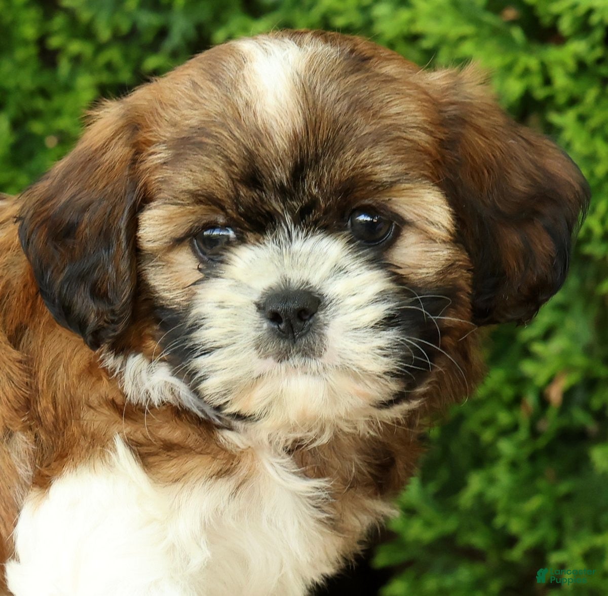 Mixed Breed dogs for sale: Winnie - Ad 9