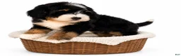 Mini Bernedoodle dogs for sale: Mini Bernedoodle 1 - Ad 2