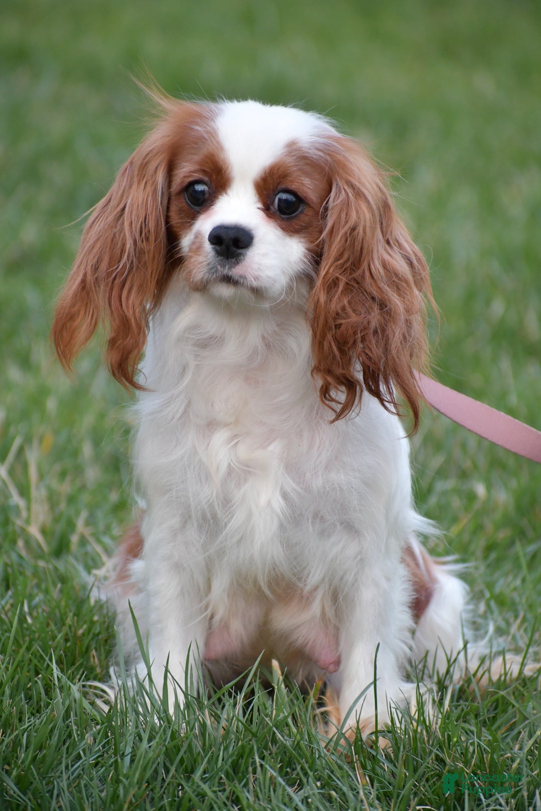 Cavapoo dogs for sale: Rose - Ad 8