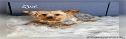 Yorkshire Terrier dogs for sale: Luca - Ad 5