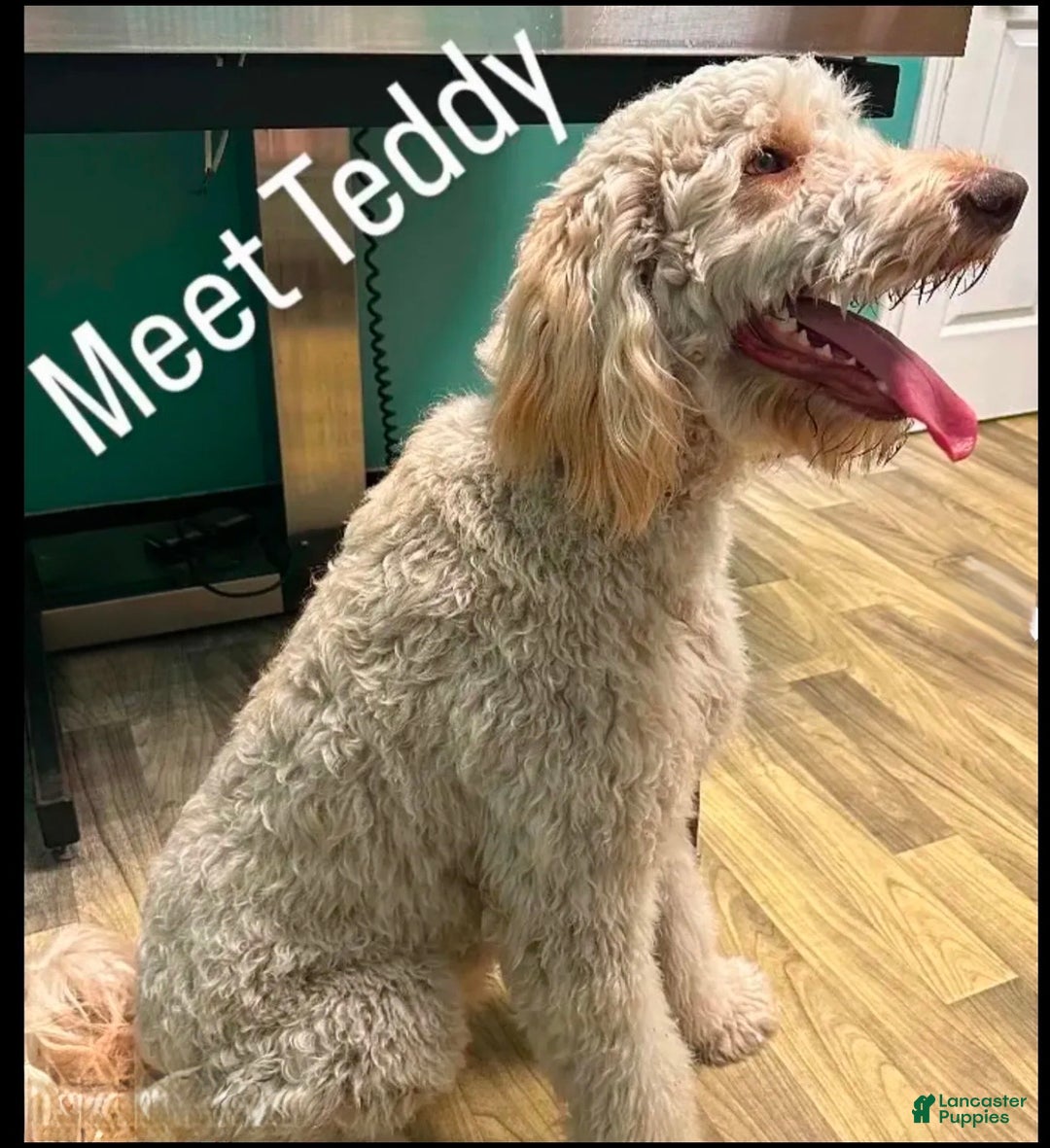 Goldendoodle dogs for sale: Teddy - Ad 2