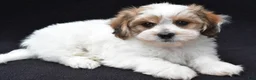 Shihpoo dogs for sale: Ryder - Ad 7