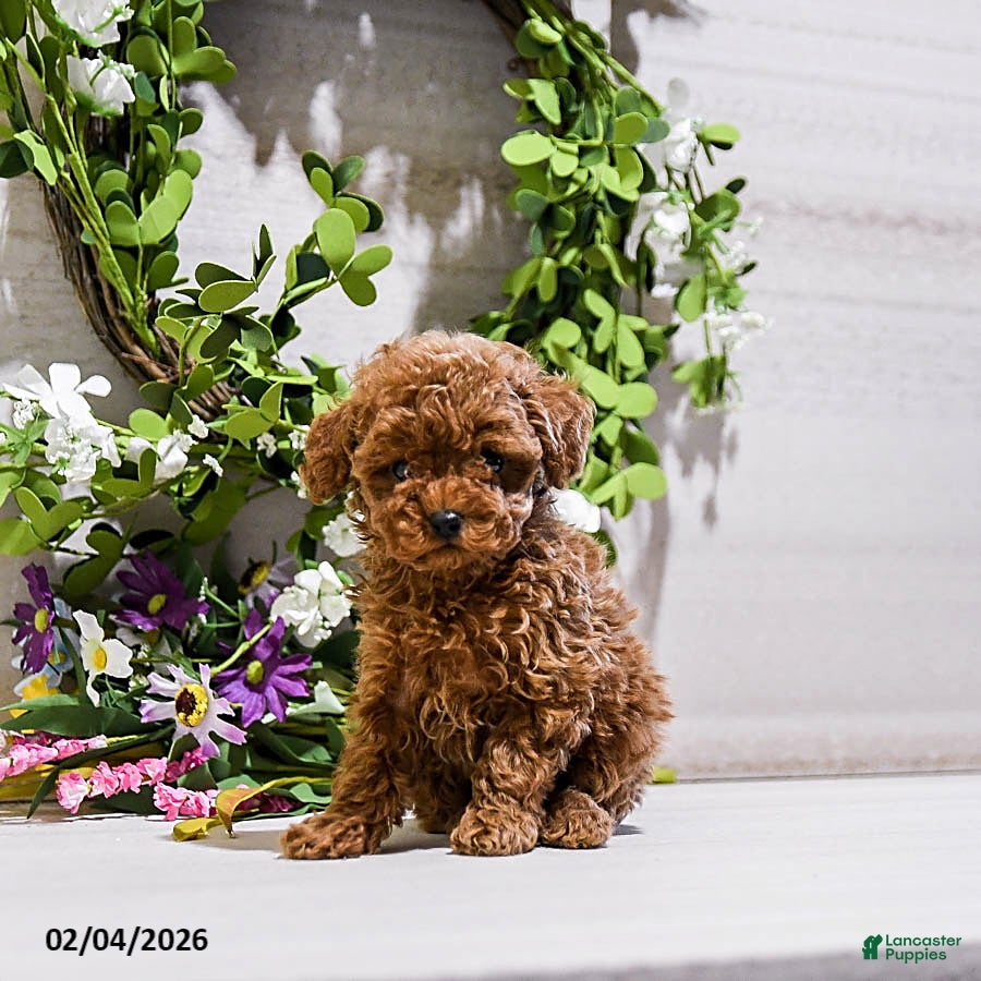 Toy Poodle dogs Knox - Ad 2