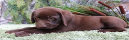 Labrador Retriever dogs for sale: Willy - Ad 2