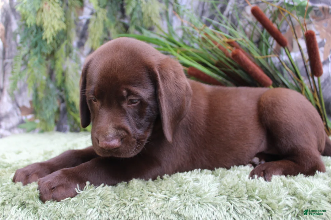 Labrador Retriever dogs for sale: Willy - Ad 2