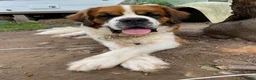 Saint Bernard dogs for stud: Saint Bernard - Ad 3