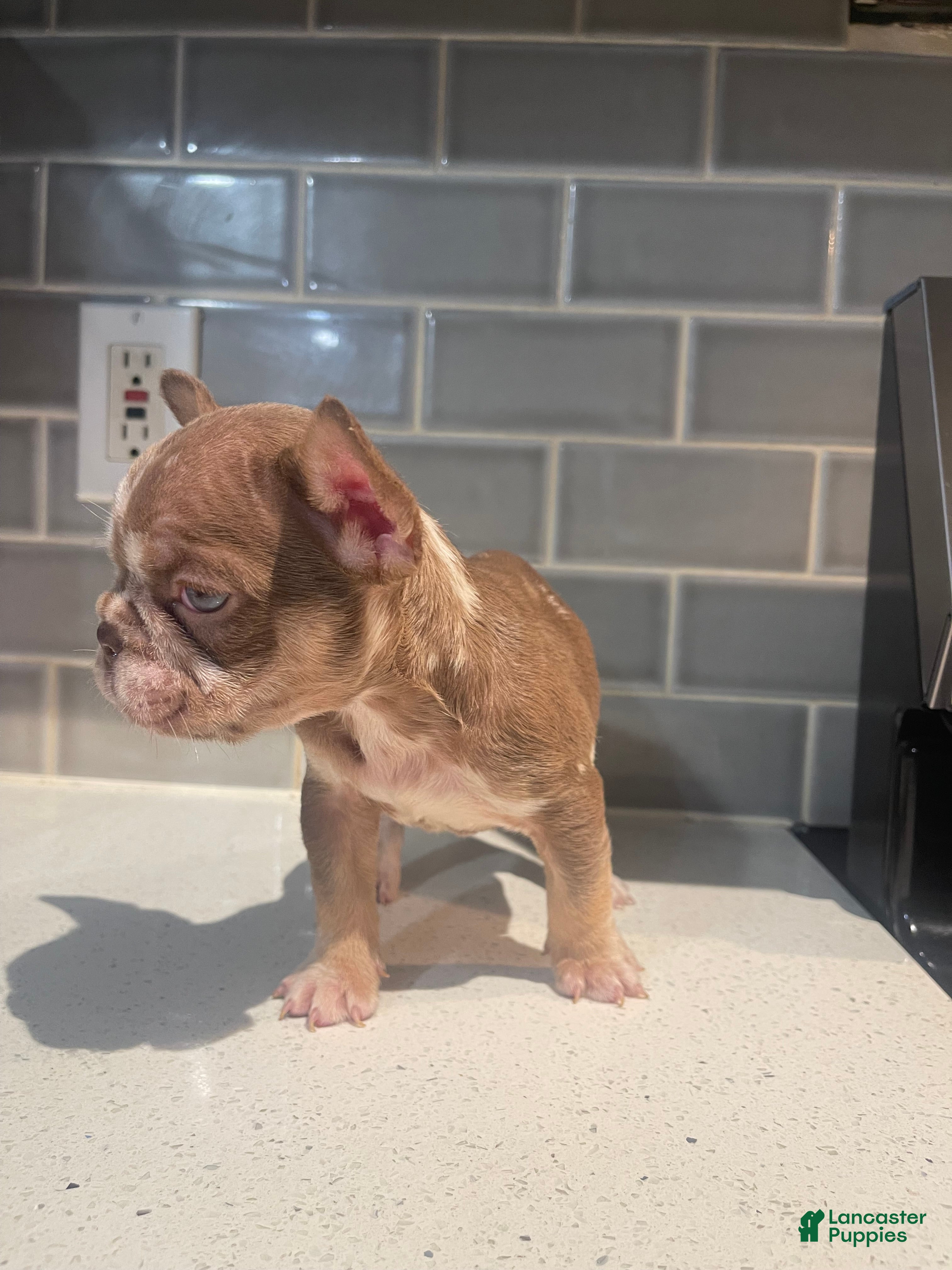 French Bulldog dogs RiRi - Ad 1