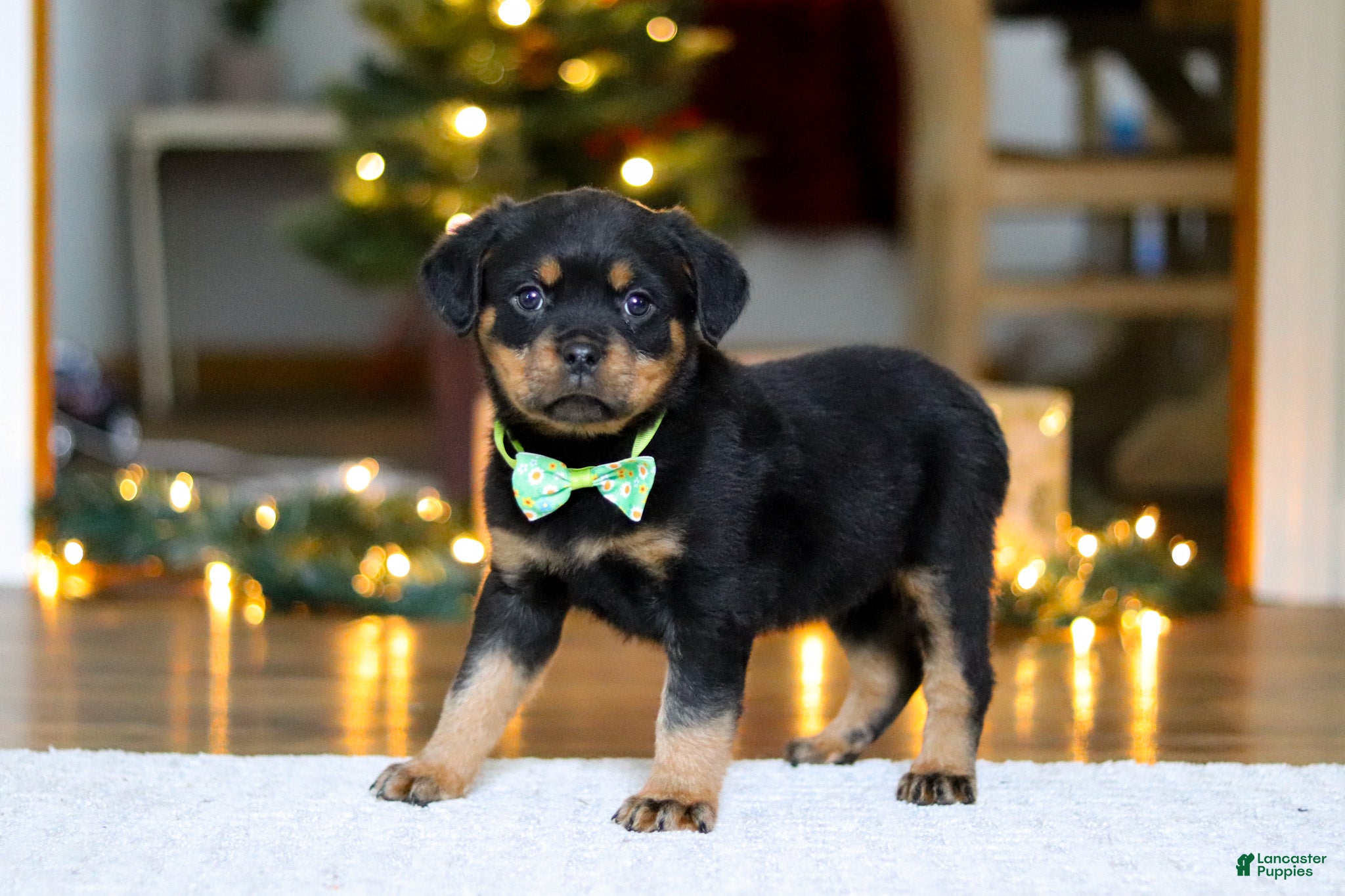 Rottweiler dogs Maverick - Ad 1