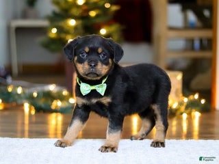 Rottweiler dogs Maverick - Ad 1