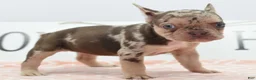 Mixed Breed dogs for sale: Pumpkin spice  - Ad 16