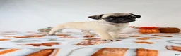 Pug dogs for sale: Paisley - Ad 5
