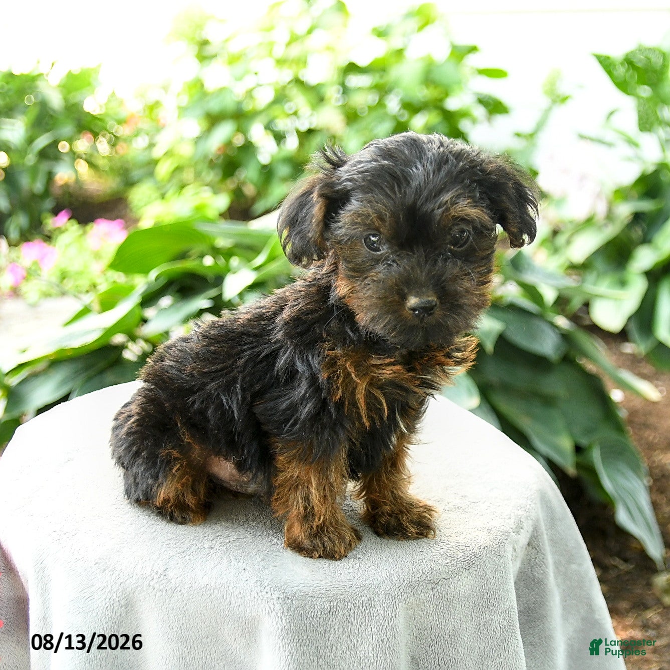 Yorkiepoo dogs Pryce - Ad 1