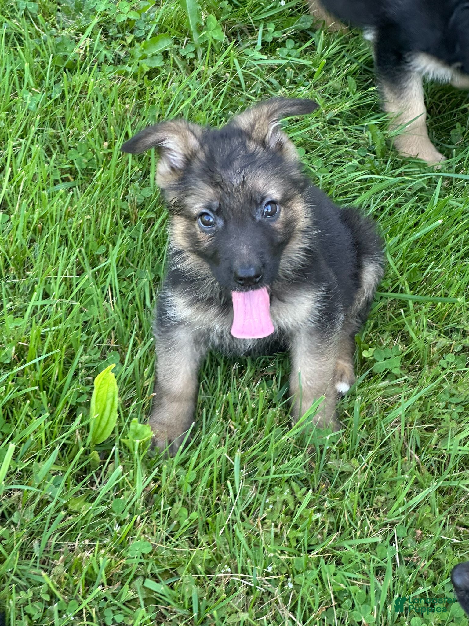 German Shepherd dogs German Shepherd Puppy 1 - Ad 24