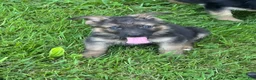 German Shepherd dogs for sale: German Shepherd Puppy 1 - Ad 1