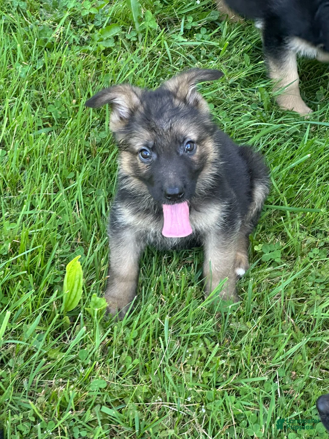 German Shepherd dogs for sale: German Shepherd Puppy 1 - Ad 1