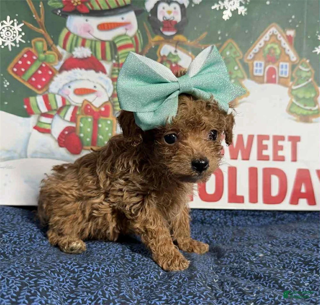 Toy Poodle dogs for sale: Juliet - Ad 1