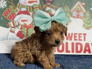 Toy Poodle dogs Juliet - Ad 42