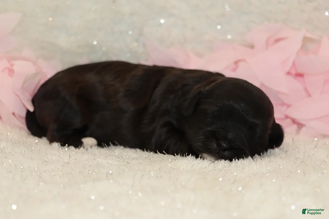 Shihpoo dogs for sale: Carry - Ad 2