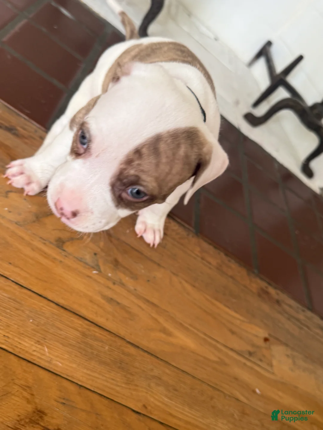 American Pit Bull Terrier dogs for sale: American Pit Bull Terrier Puppy 1 (Rylo)  - Ad 2