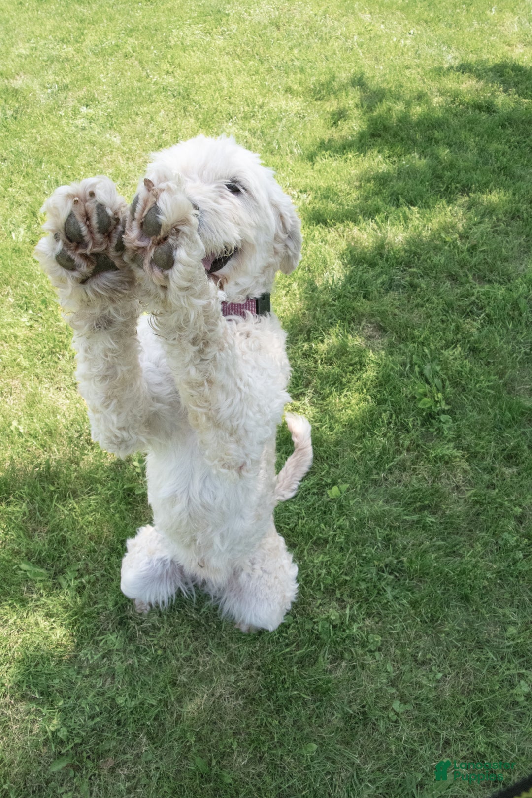 Goldendoodle dogs for sale: Willa - Ad 7