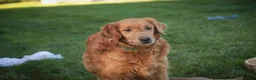 Golden Retriever dogs for sale: Amy Golden Retriever  - Ad 8