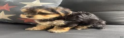 Morkie dogs for sale: Louis - Ad 8