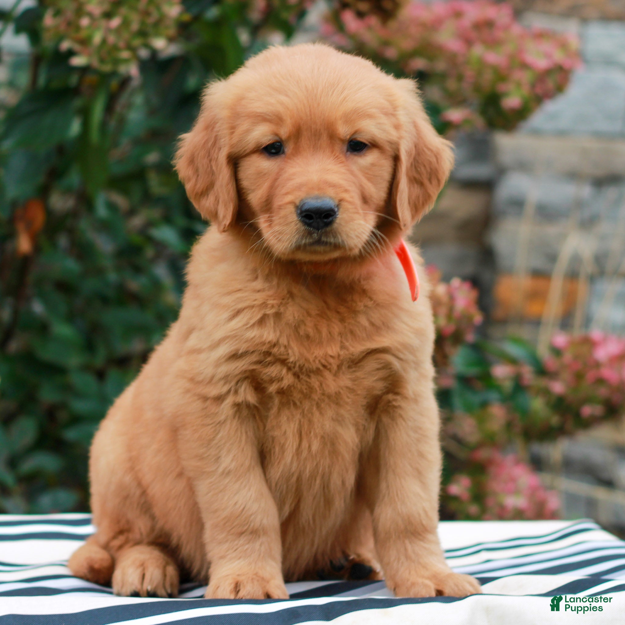 Golden Retriever dogs for sale: Molly  - Ad 2