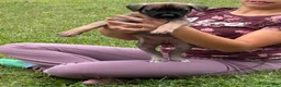 English Mastiff dogs for sale: Banshee  - Ad 5