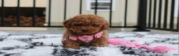 Toy Poodle dogs for sale: Bella - Ad 6