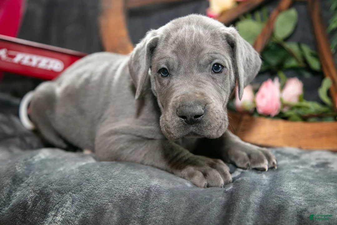 Great Dane dogs for sale: Hank - Ad 1