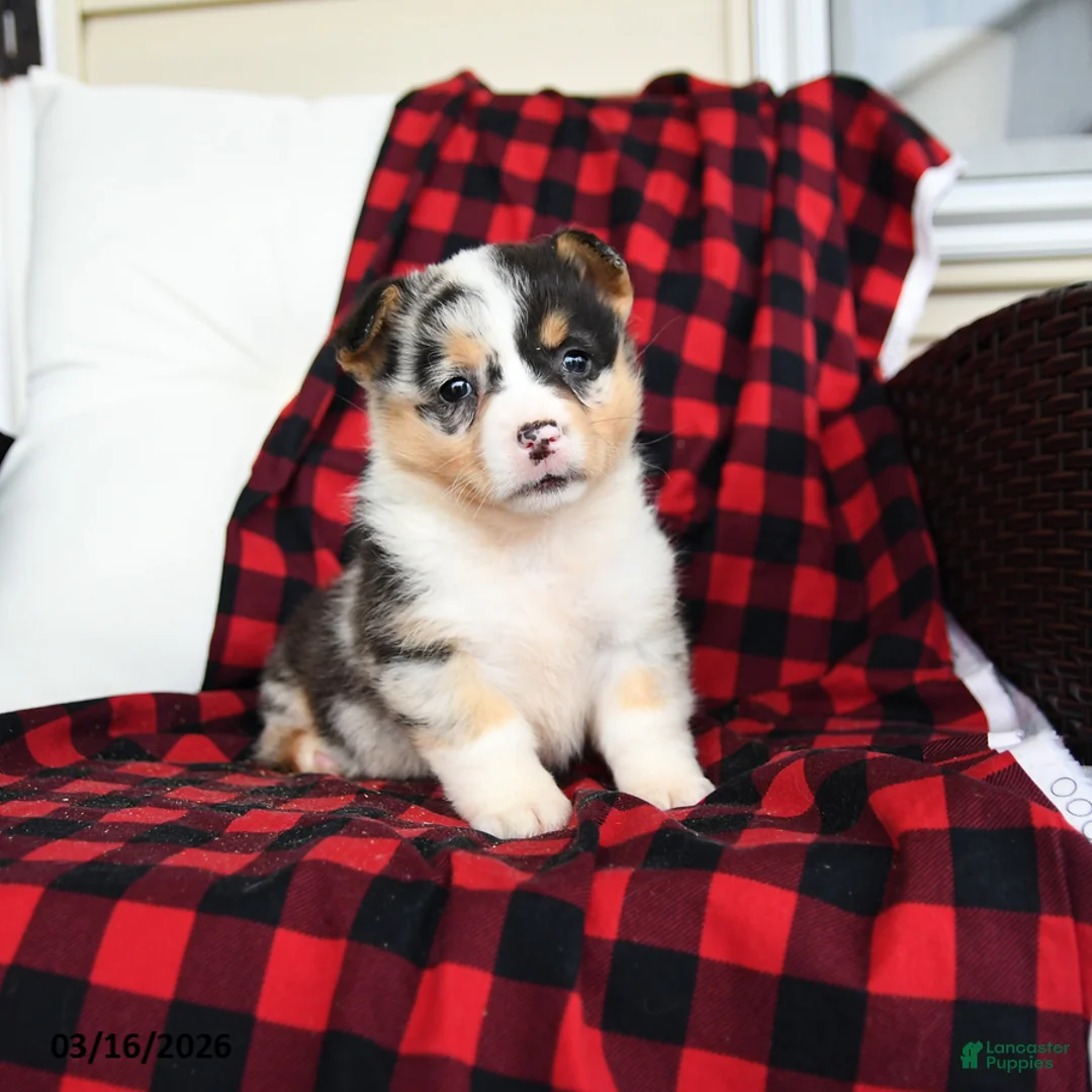 Welsh Corgi Pembroke dogs for sale: Feebee - Ad 2