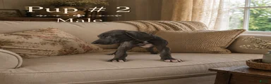Great Dane 2