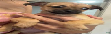 Chihuahua 5
