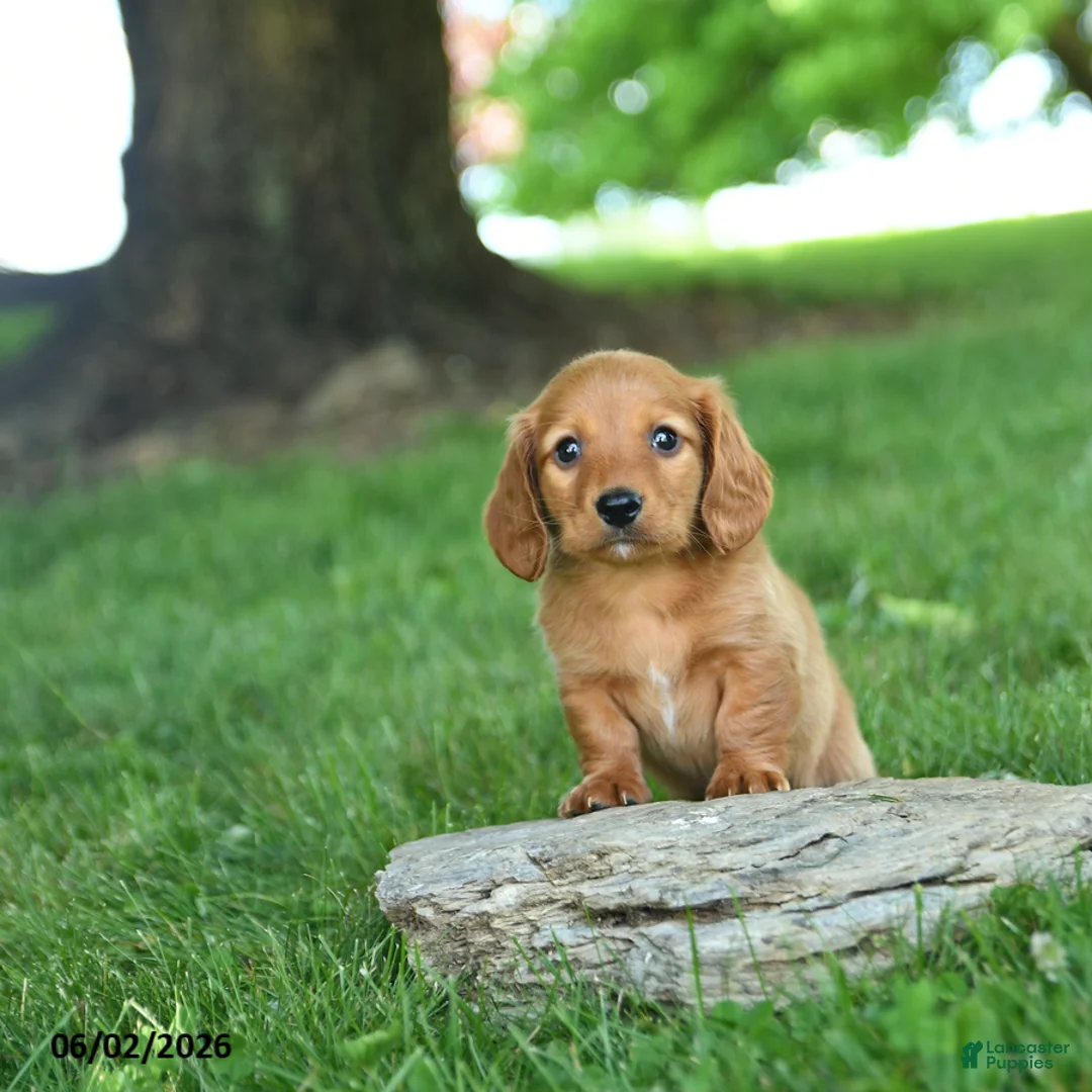Miniature Dachshund dogs for sale: Gelato - Ad 1