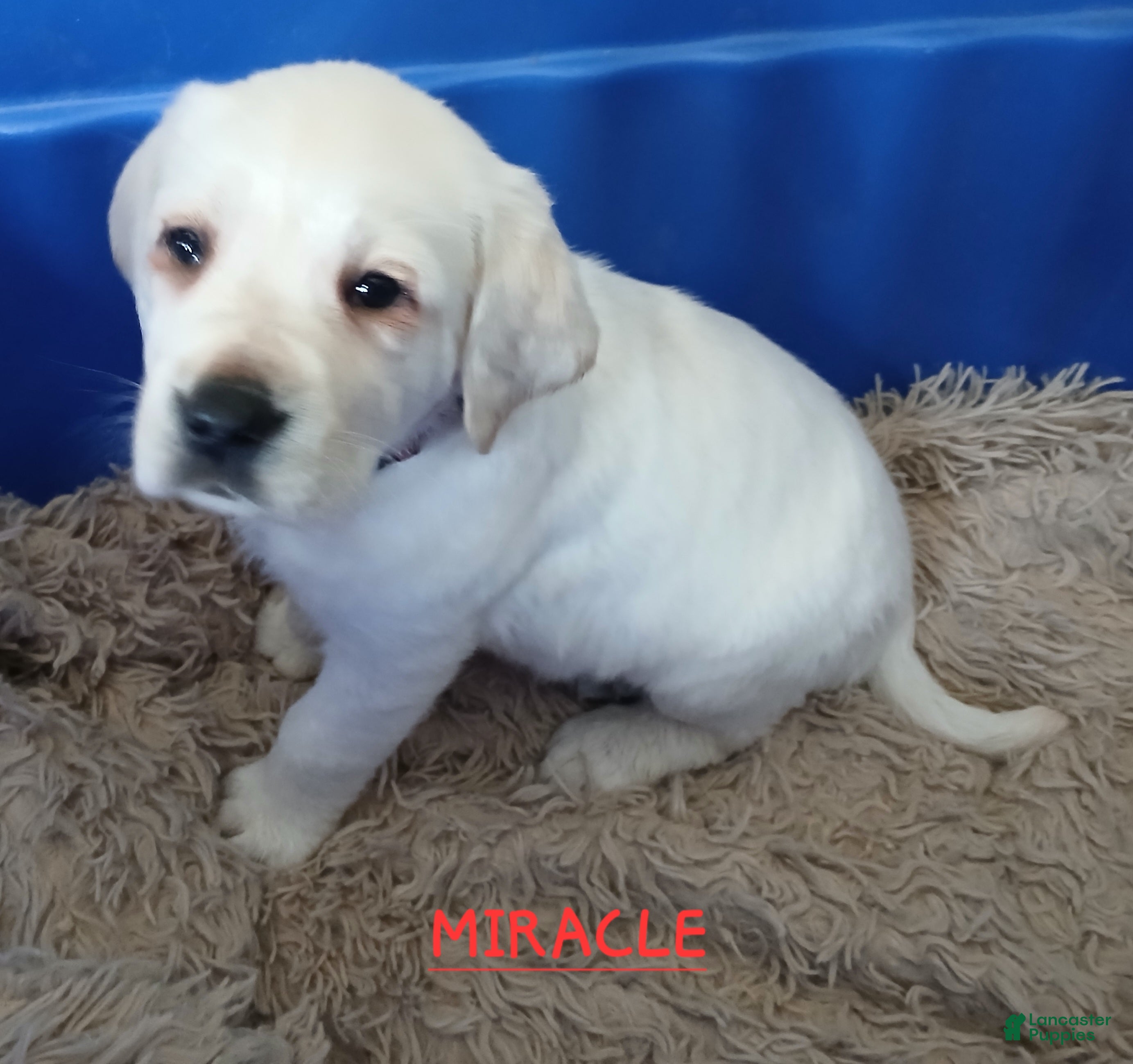 Labrador Retriever dogs Miracle - Ad 1