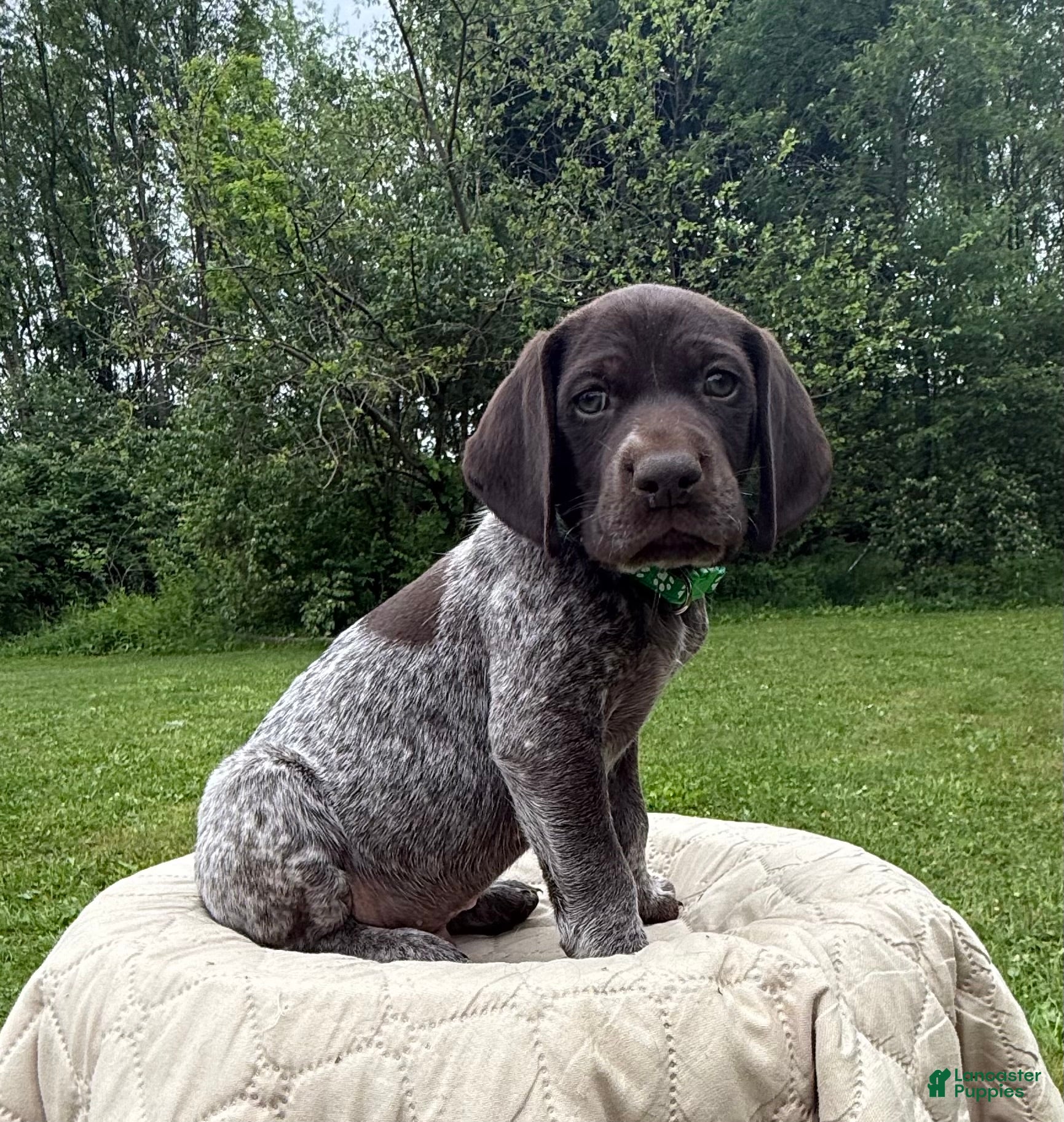 German Shorthaired Pointer dogs German Shorthaired Pointer Puppy 3 - Ad 1