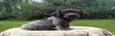 German Shorthaired Pointer Puppy 3