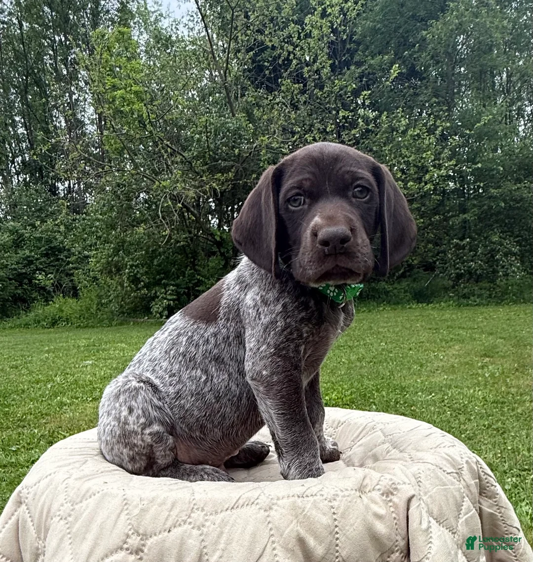 German Shorthaired Pointer dogs for sale: German Shorthaired Pointer Puppy 3 - Ad 1