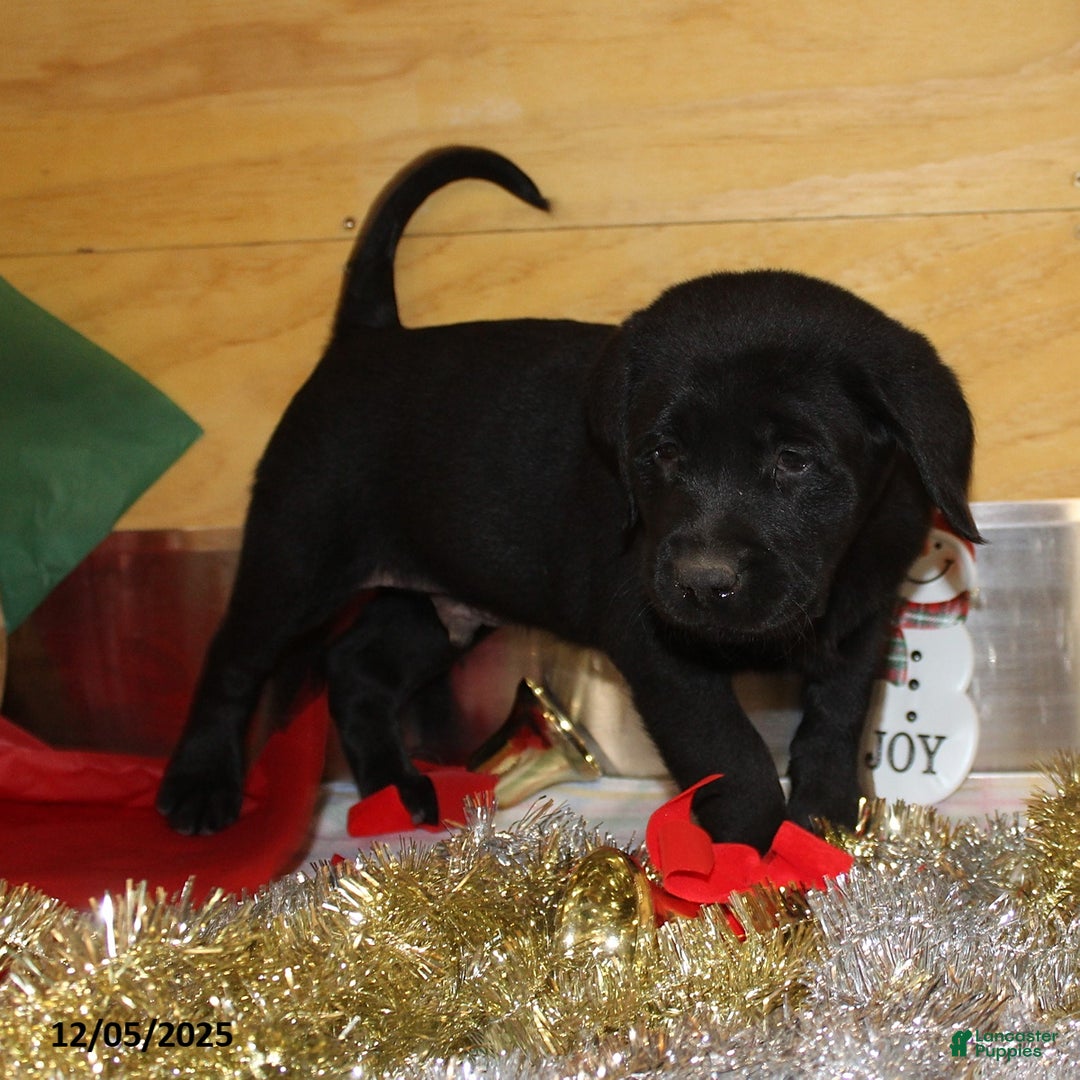 Goldador dogs for sale: Buddy - Ad 4