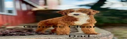 Mini Goldendoodle dogs for sale: Manny 💙 GenClearParents - Ad 15